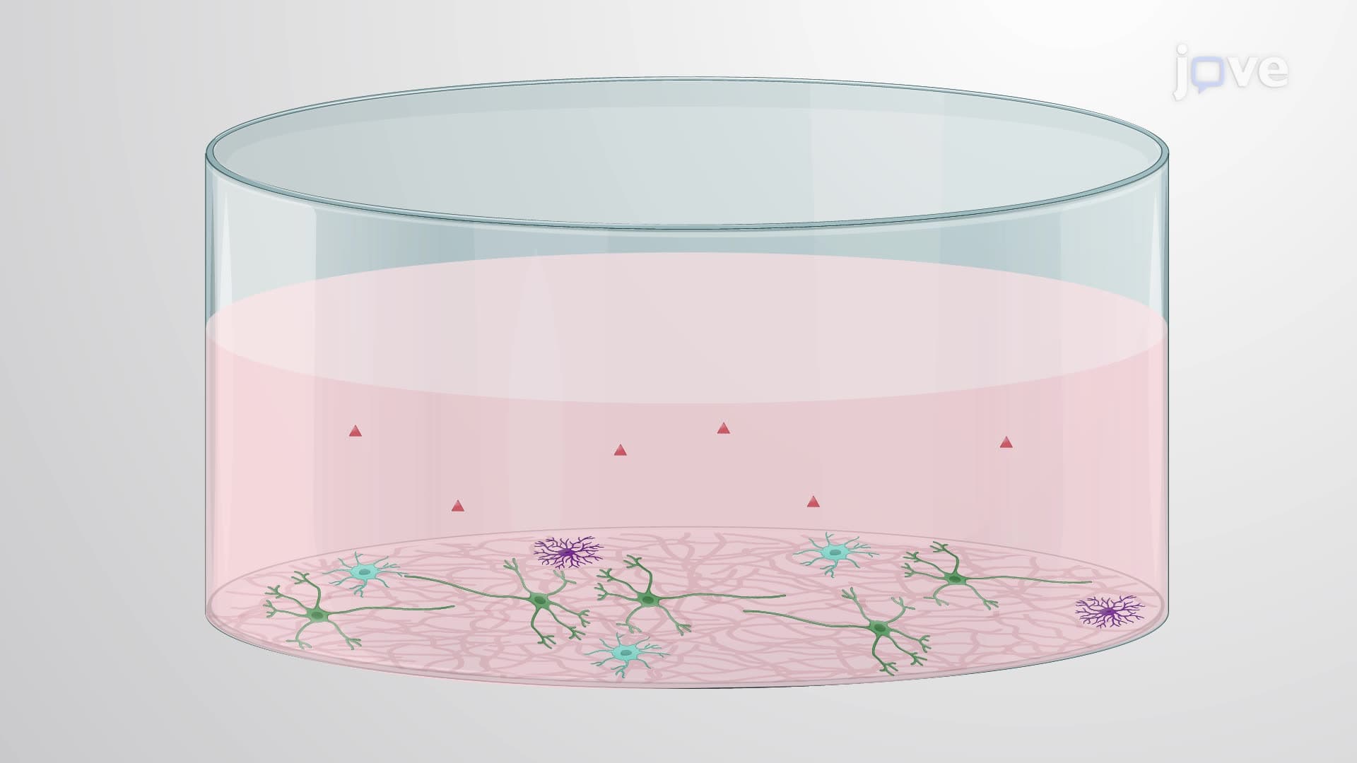 Selectively Removing Microglia from a Rat Cerebellar Granule Neuron Culture
