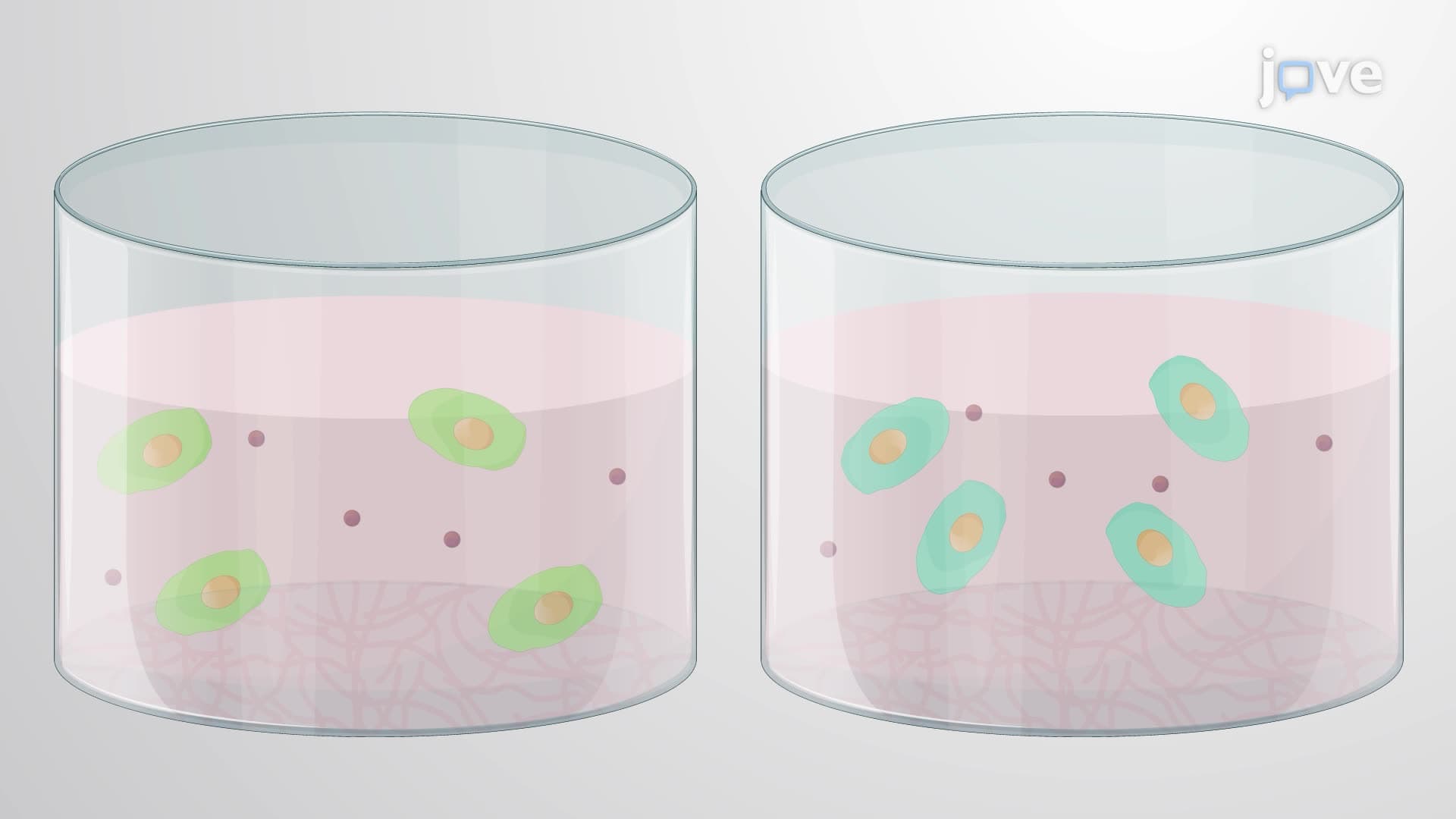 Differentiating Non-Transgenic and Transgenic Human Pluripotent Stem Cells into Neural Progenitor Cells