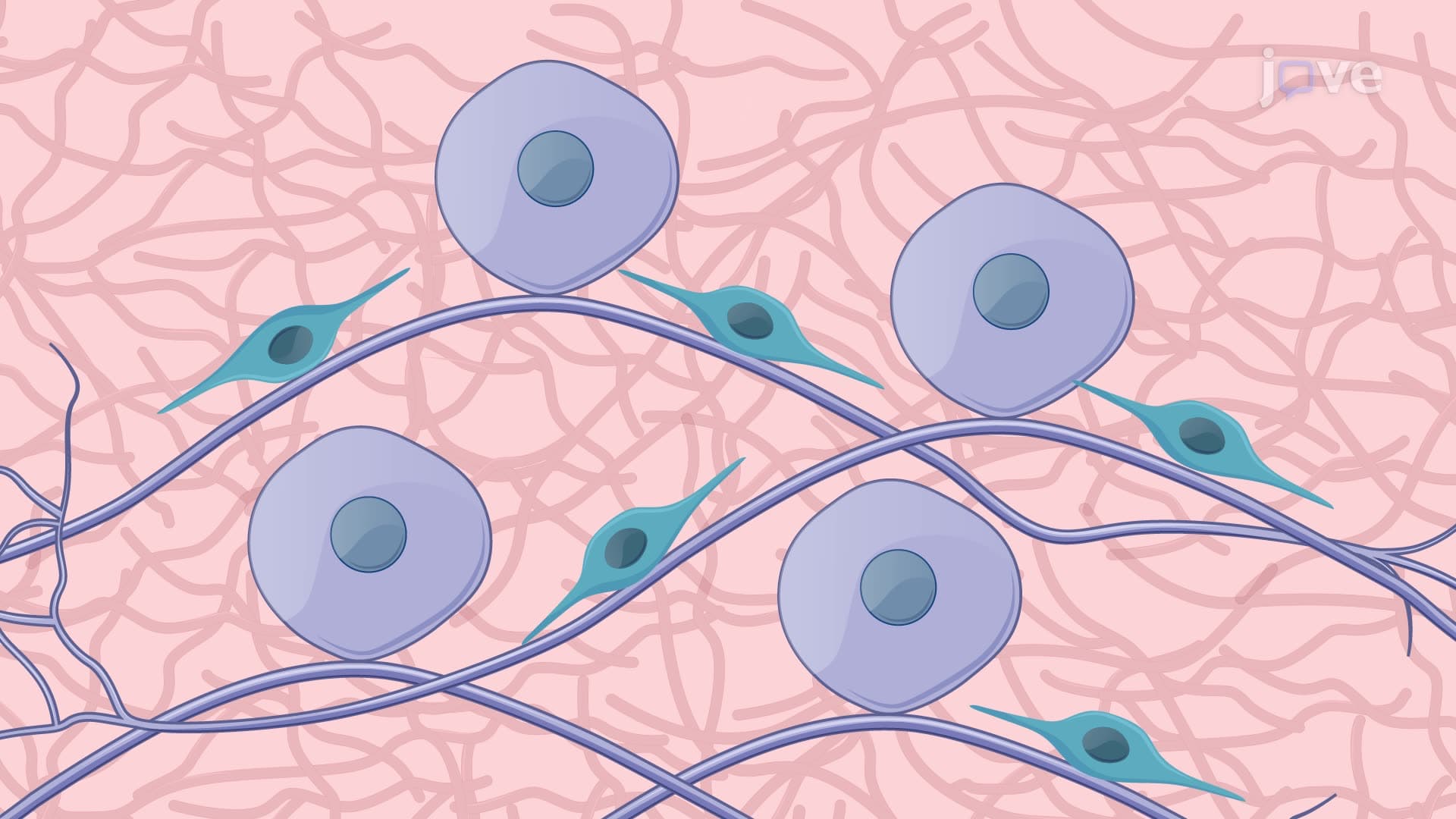 Isolation of DRG Neurons and Coculture with Schwann Cell Precursors to Generate Schwann Cells