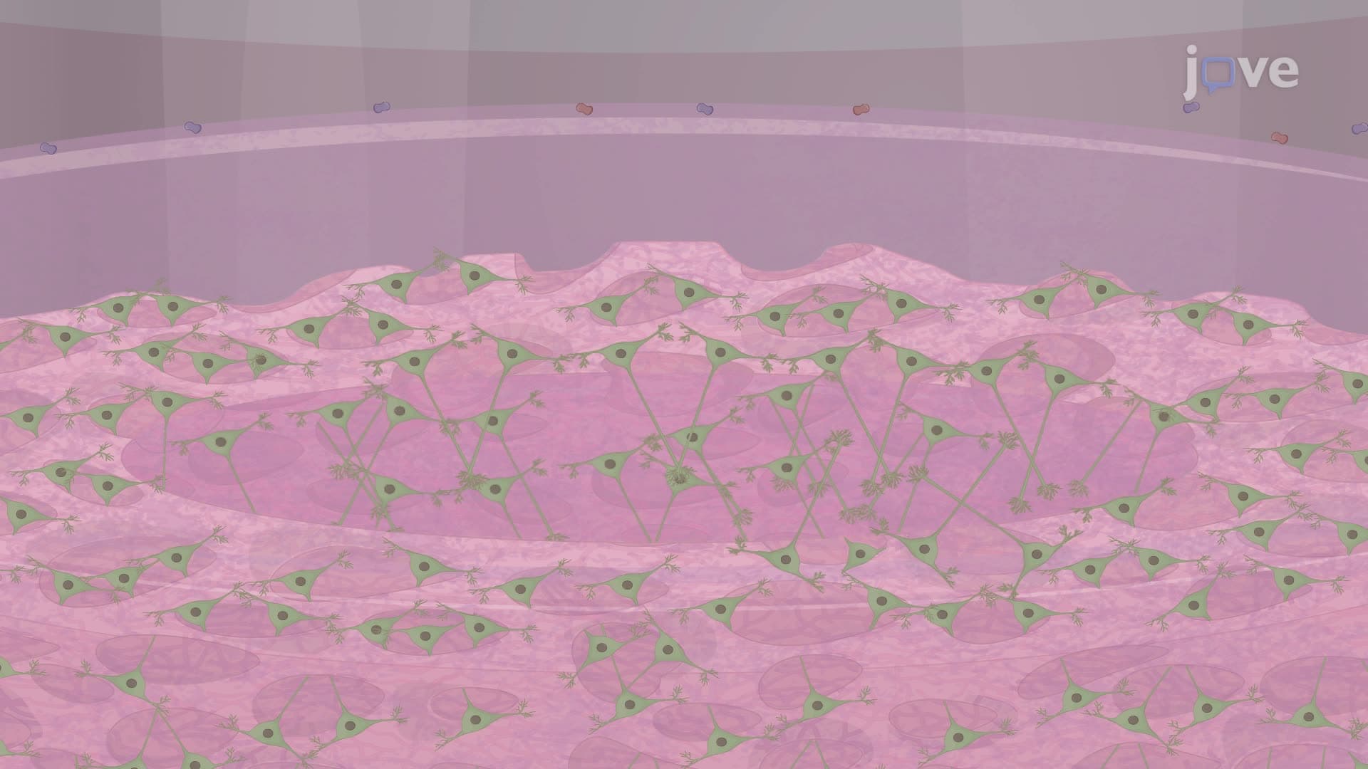 Developing an Engineered Silk-Collagen-Based 3D Model of Polarized Neural Tissue