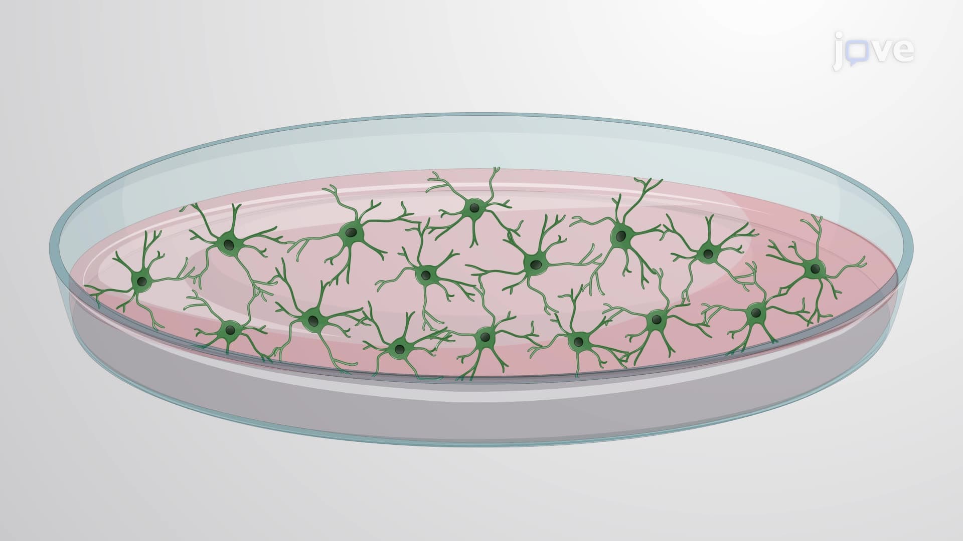 Replating Differentiated Neurons Derived from Human Pluripotent Stem Cells