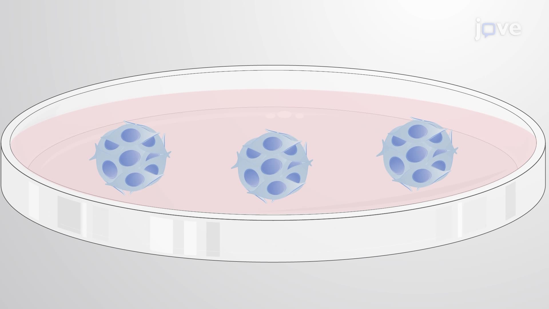 Generating Cortical Interneuron Precursors From Mouse Embryonic Stem Cells