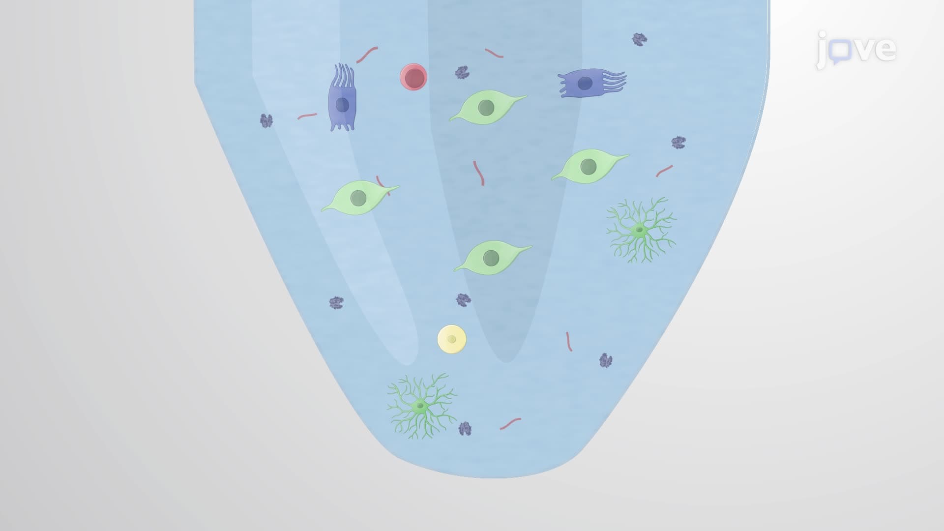 Obtaining a Mixed Oligodendrocyte and Astrocyte Culture From Adult Mouse Neural Stem Cells