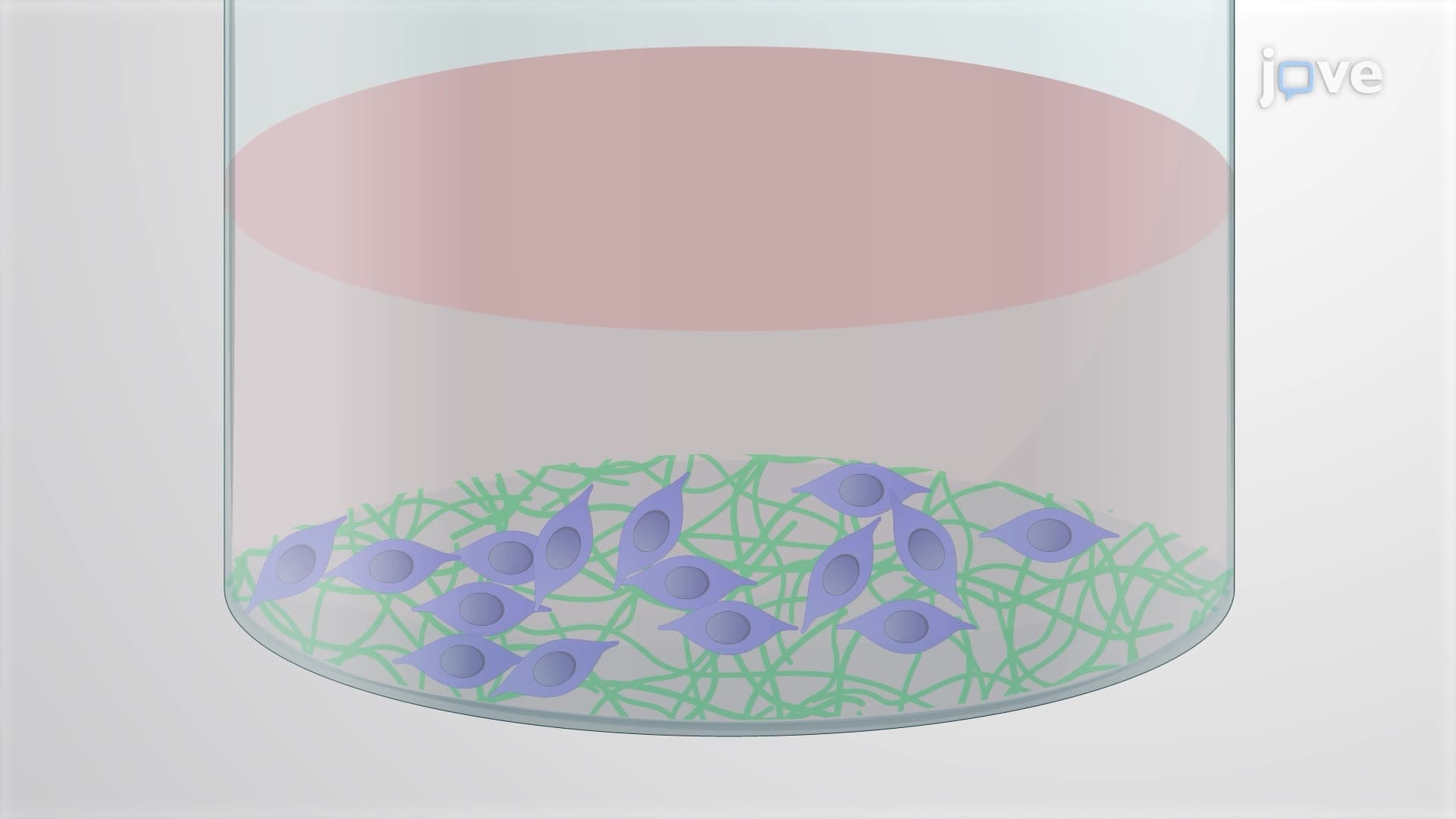 Direct Reprogramming of Hematopoietic Progenitor Cells into Neural Stem Cells