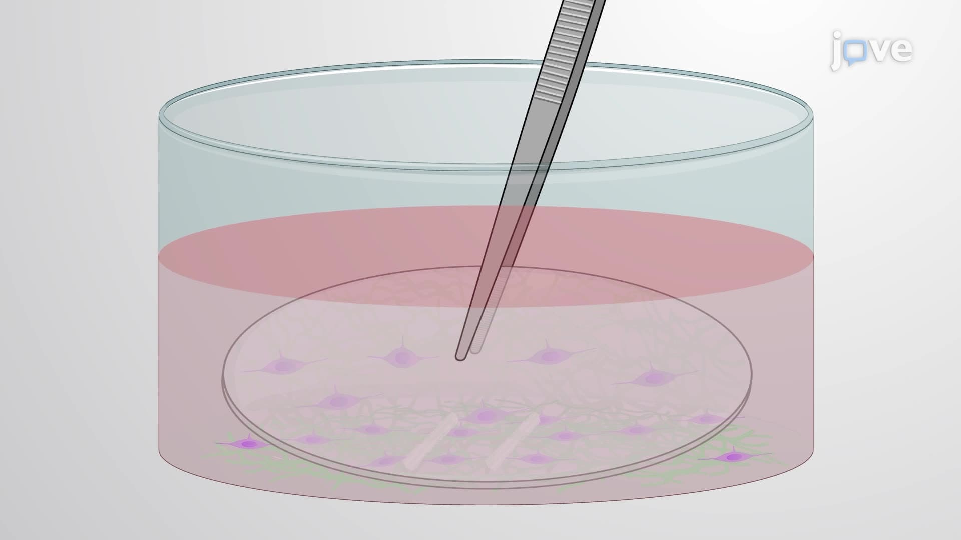 Generating an Ultra-Low-Density Neuronal Culture Using a High-Density Neuronal Feeder Layer