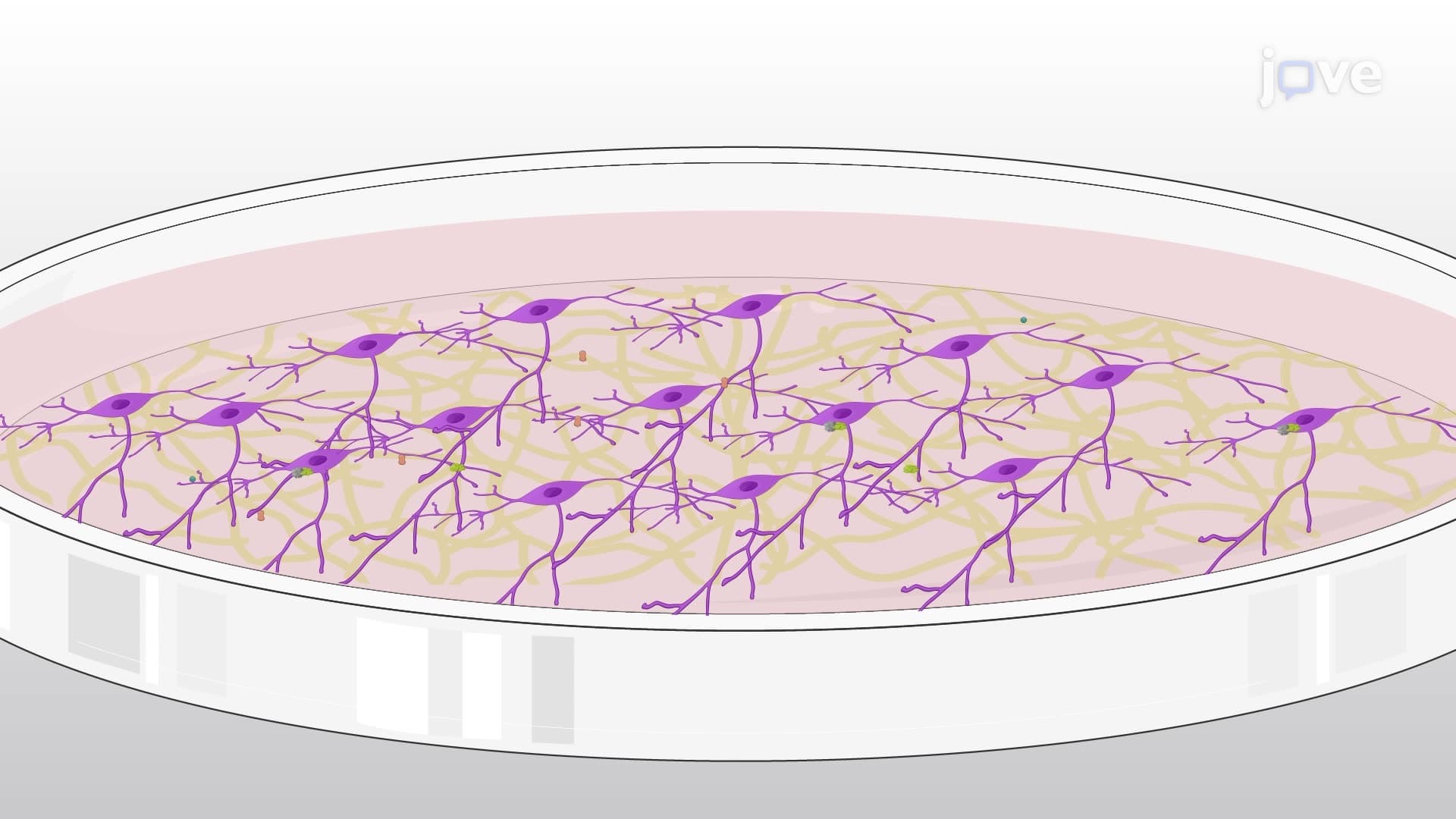 Differentiation of a Human Neuroblastoma Cell Line into Mature Neurons