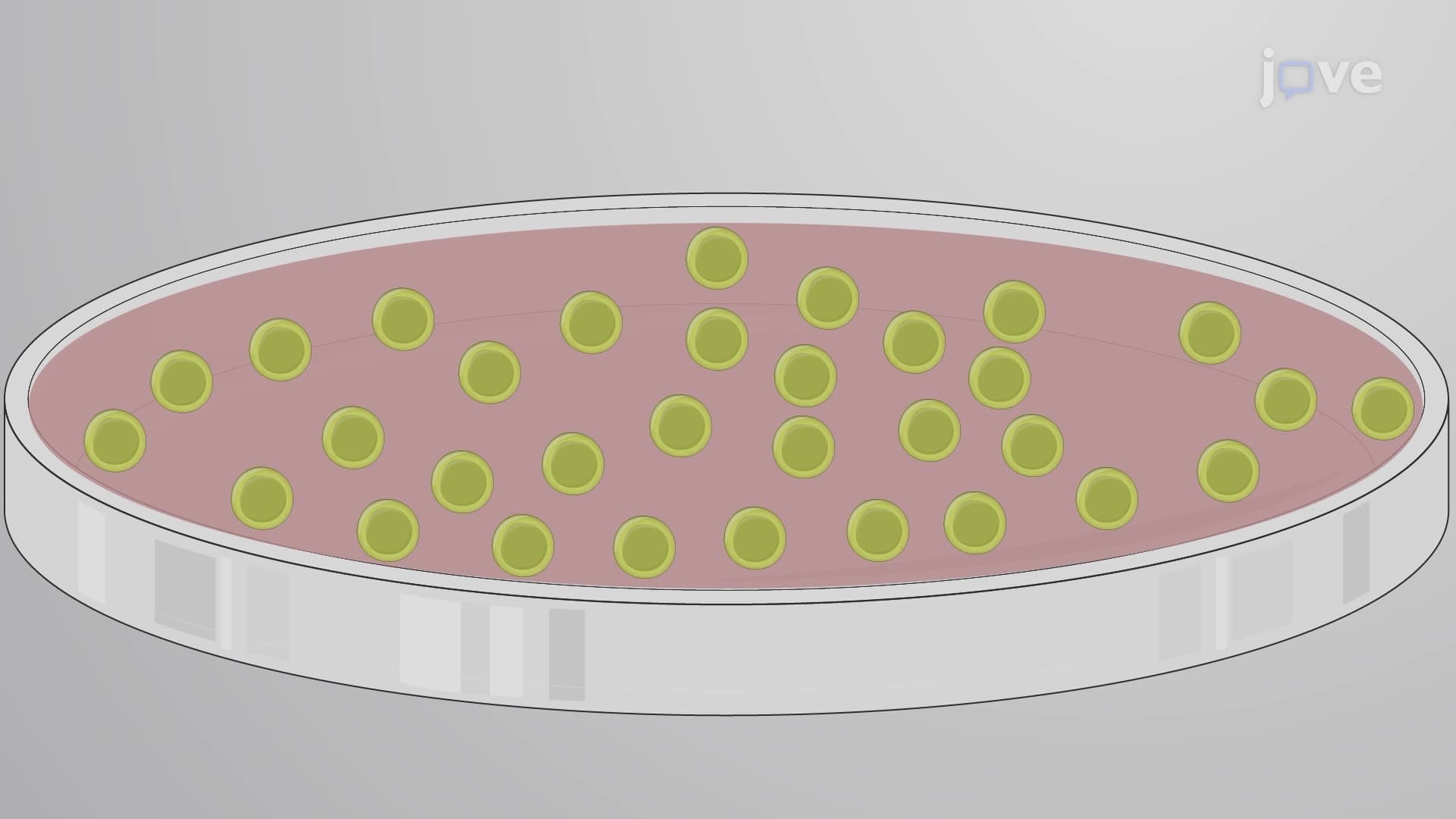 A Technique for Generating Neural Progenitor Cells from Mouse Embryonic Stem Cells