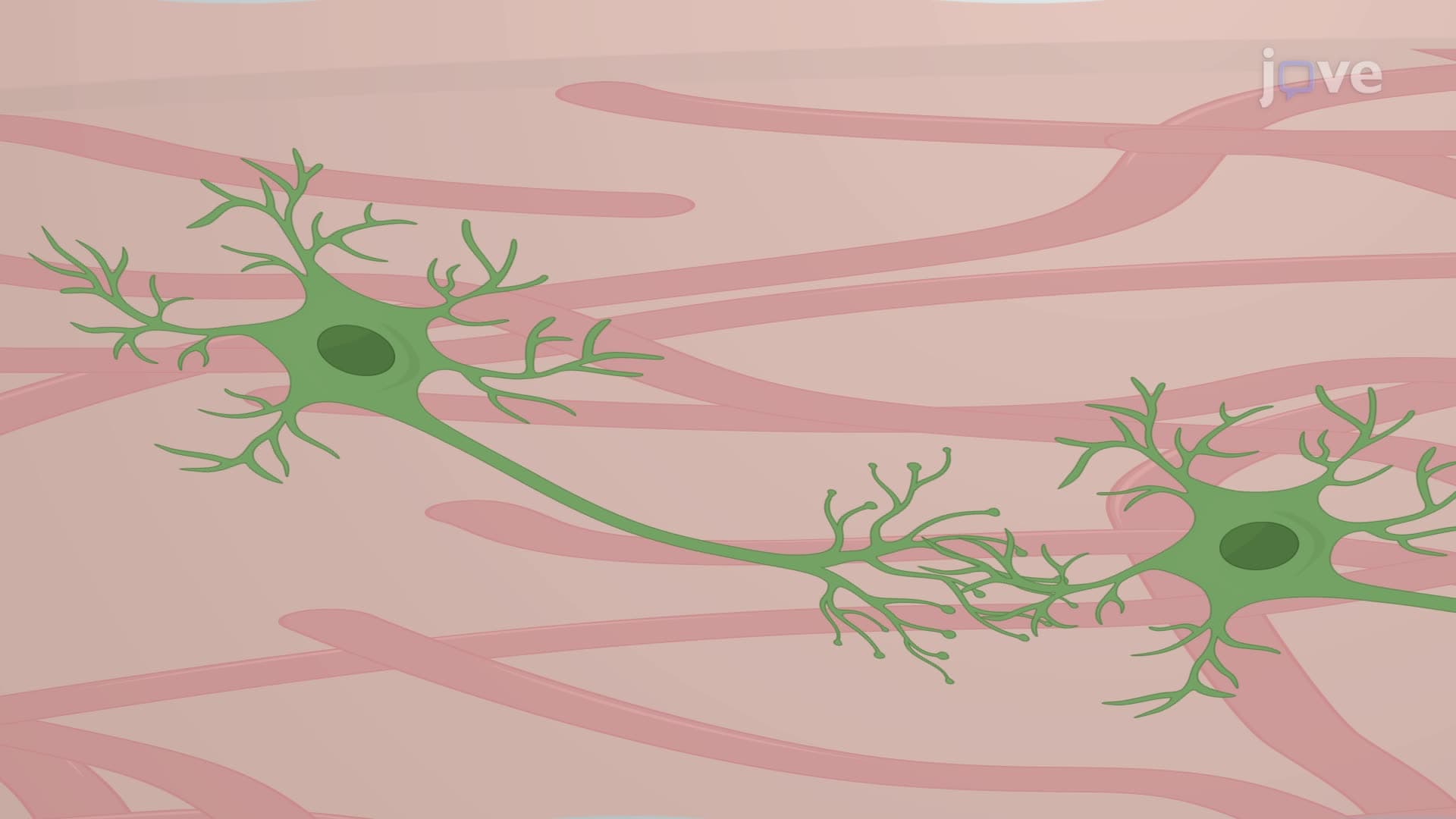 Differentiation of Neural Progenitor Cells into Neurons