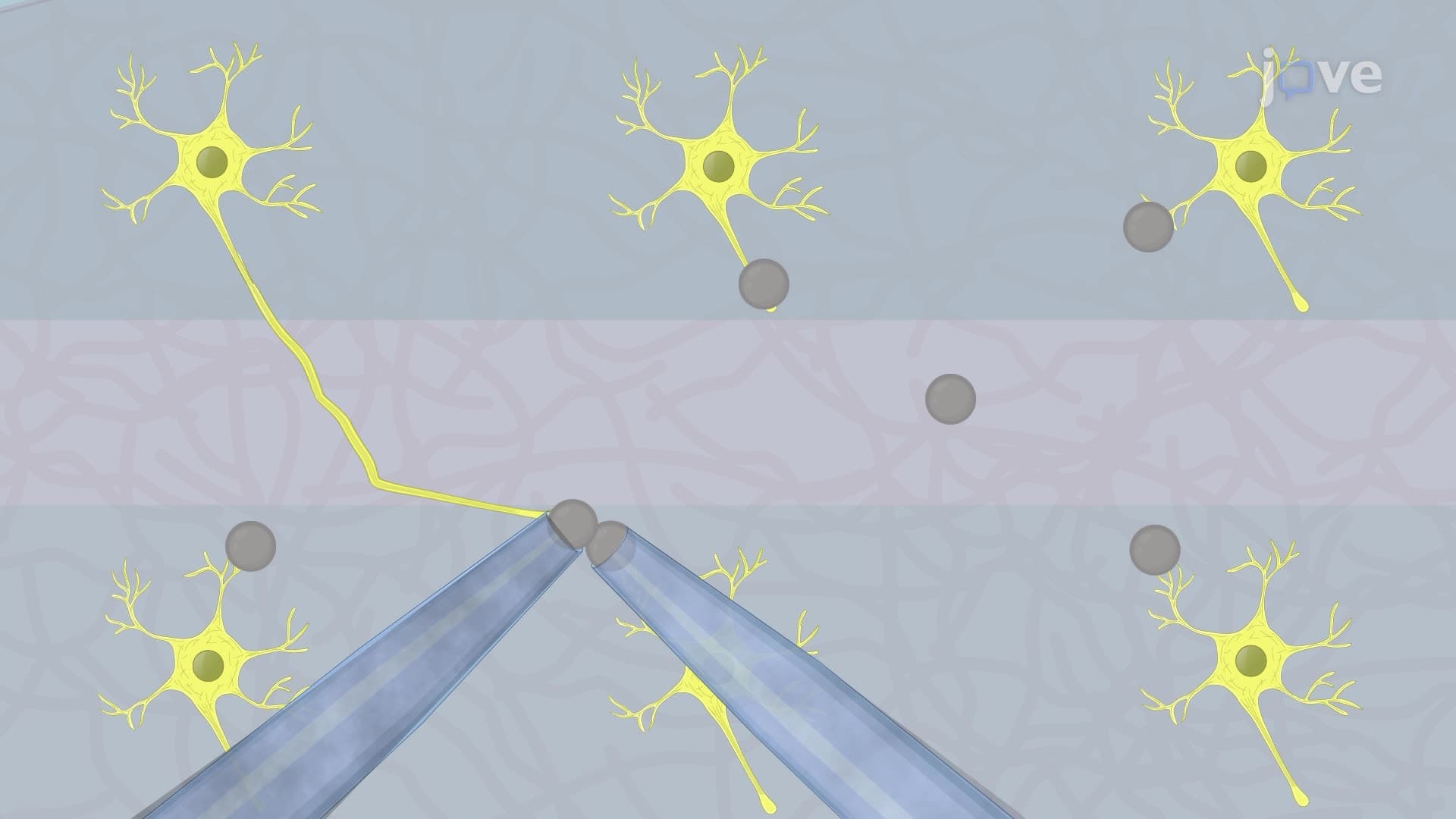 Initiating Rapid Neurite Extension and Formation Functional Neuronal Connections