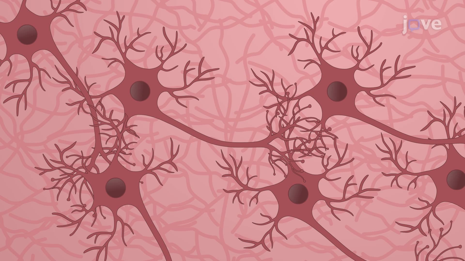 Generating Neurons by Reprogramming Human Dermal Fibroblast Cells