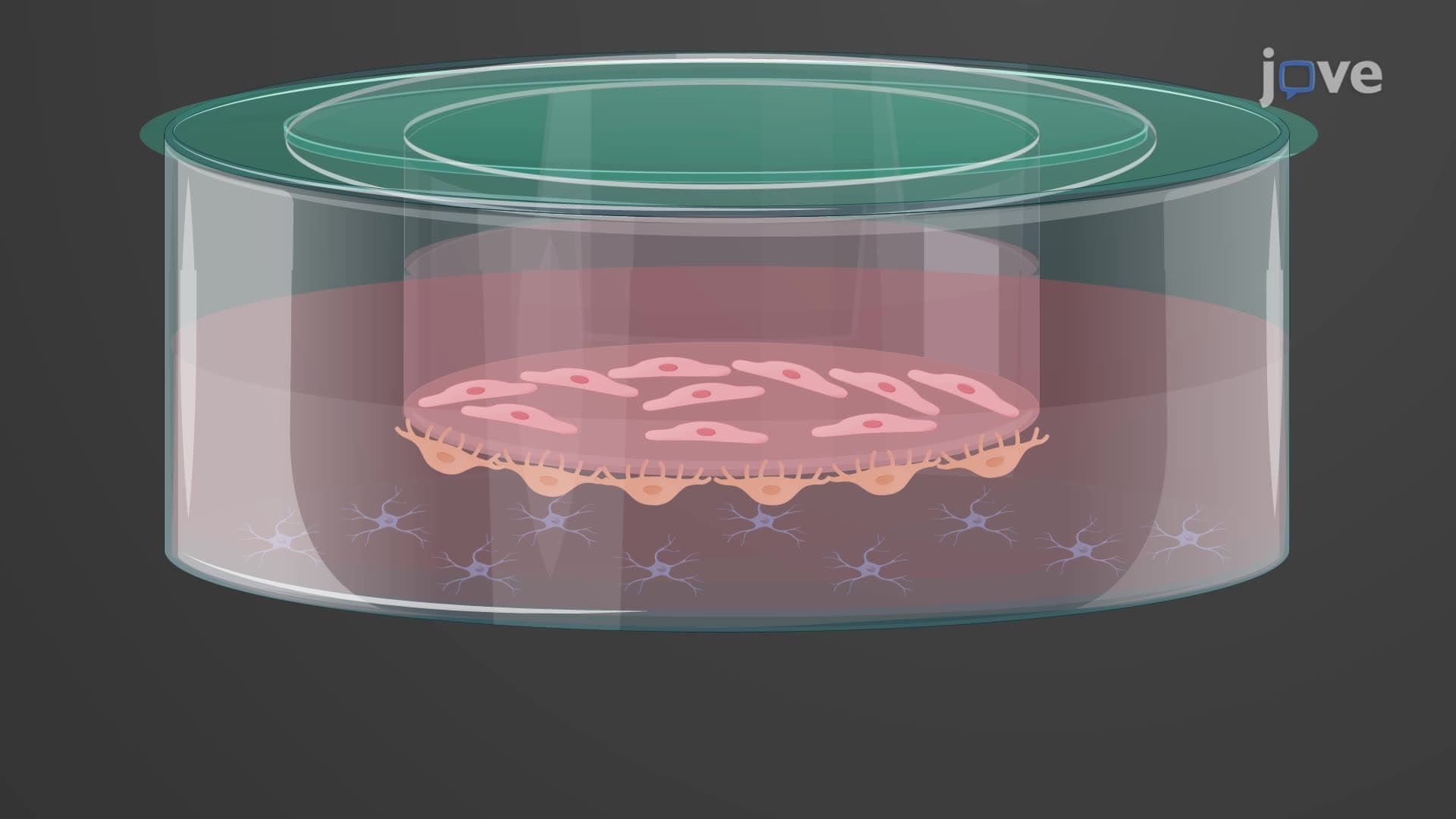 Developing a Triple Cell Culture Model of the Human Blood-Brain Barrier