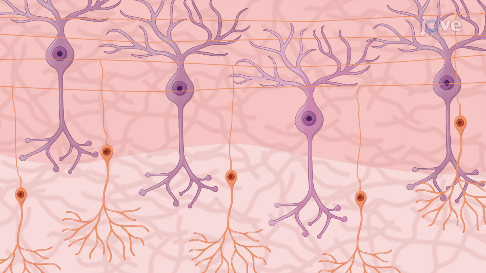 Analyzing Purkinje Cell Survival in Organotypic Cerebellar Slice Cultures