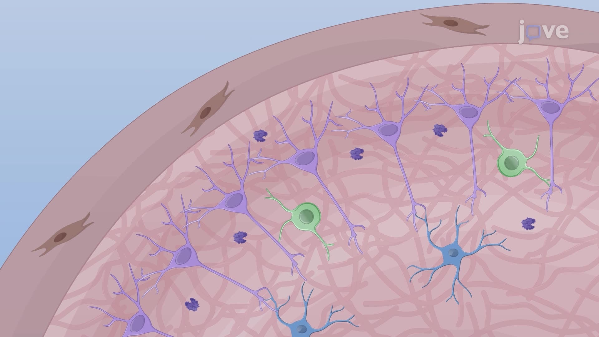 Dissociating and Culturing Neurons from Hippocampal Tissue Samples