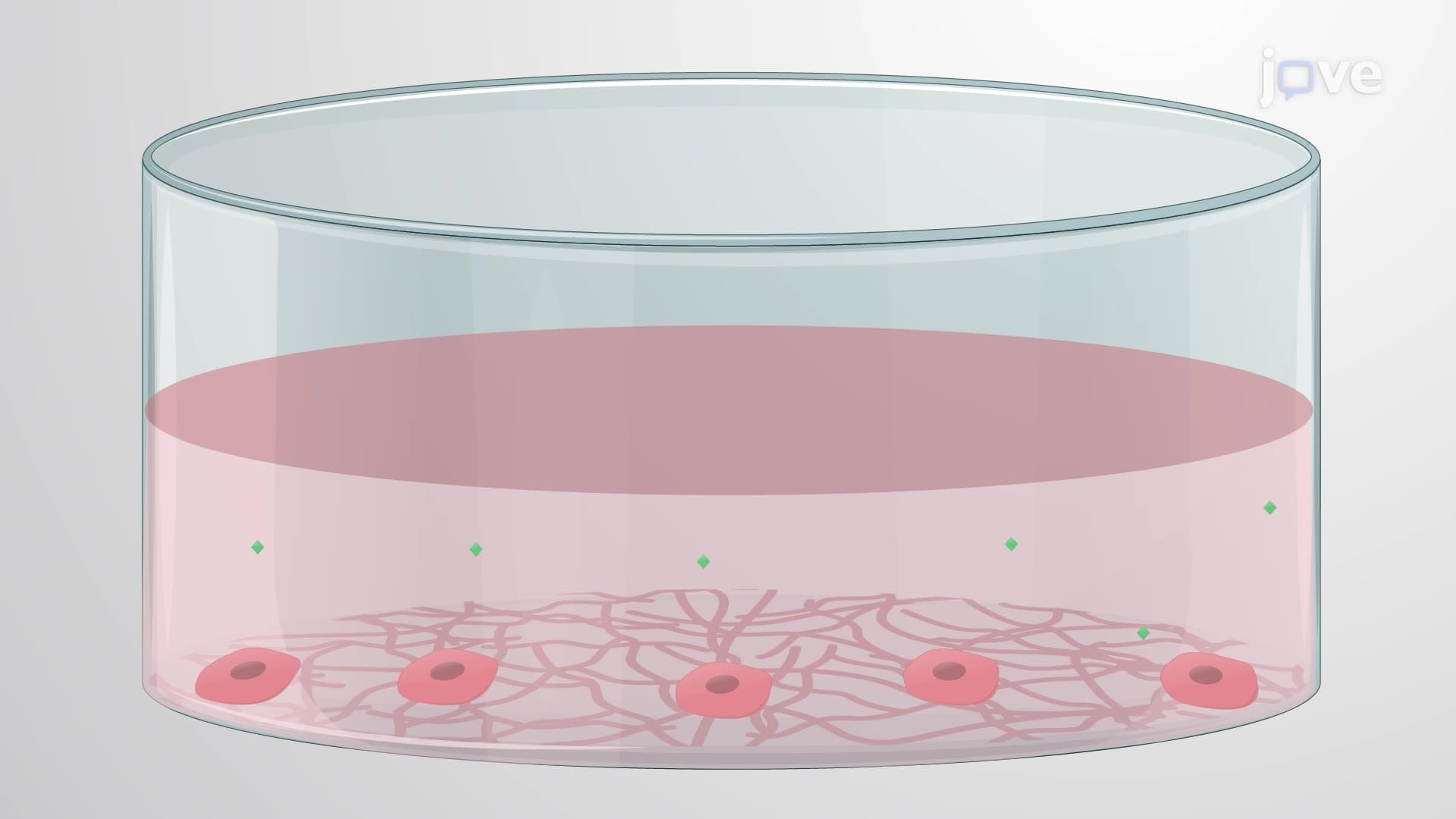 Differentiating Human Embryonic Stem Cells into Oligodendrocytes