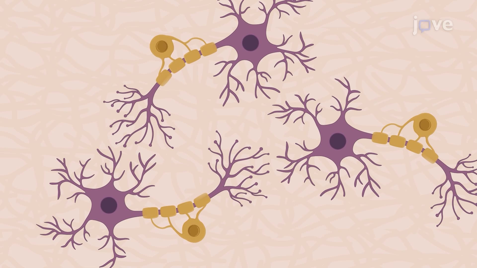A Co-culture Method to Model Neuron-Oligodendrocyte Interactions
