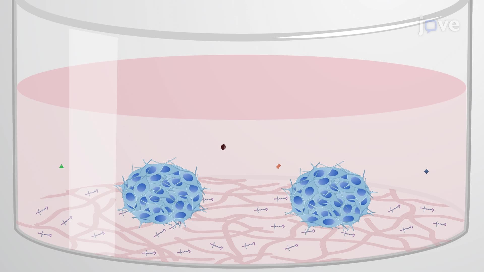 A Technique to Generate a 2D Monolayer of Cerebellar Cells from Induced Pluripotent Stem Cells
