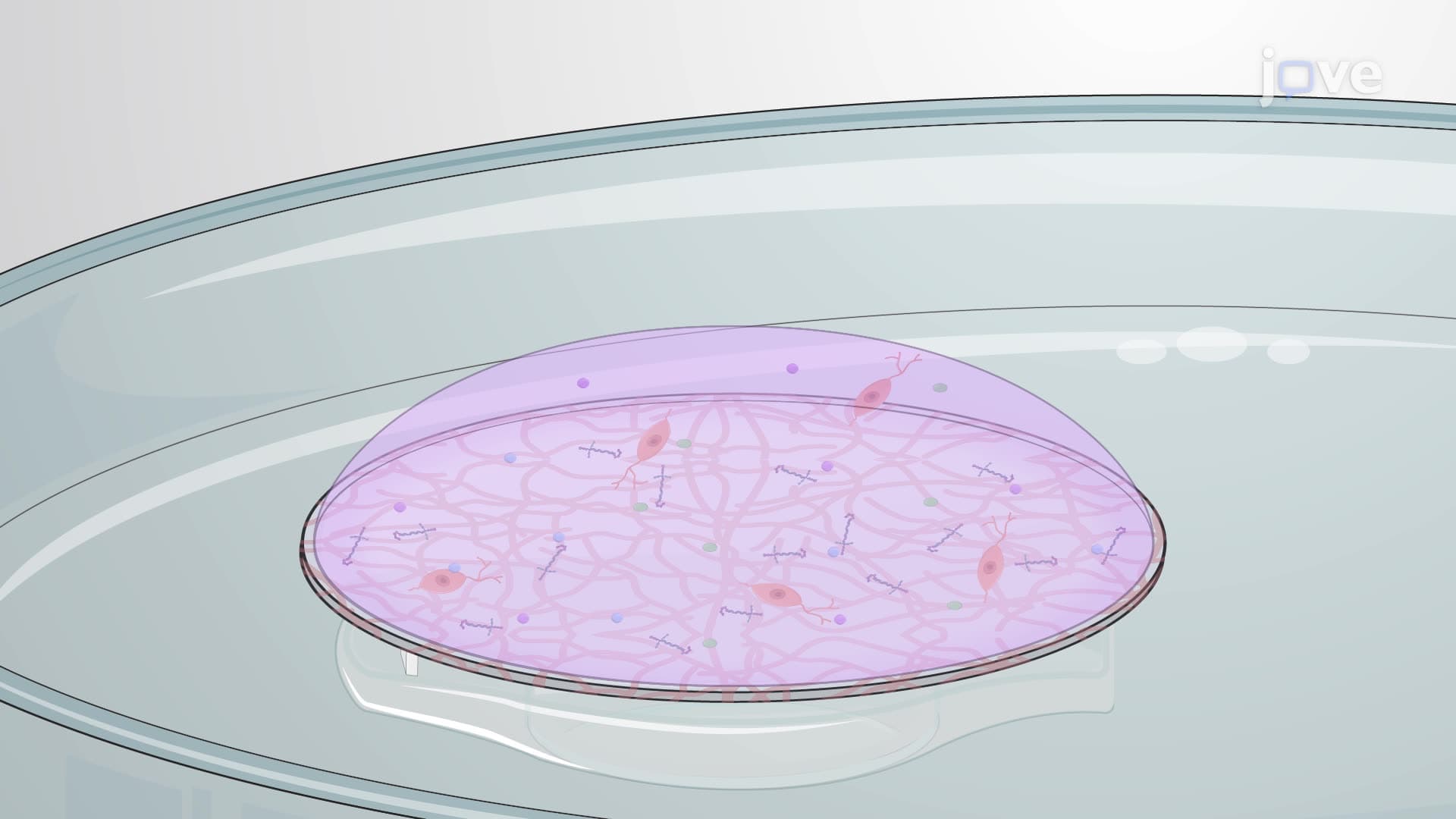 Culturing and Maintaining Dopaminergic Neurons from Mouse Embryonic Brain Tissue