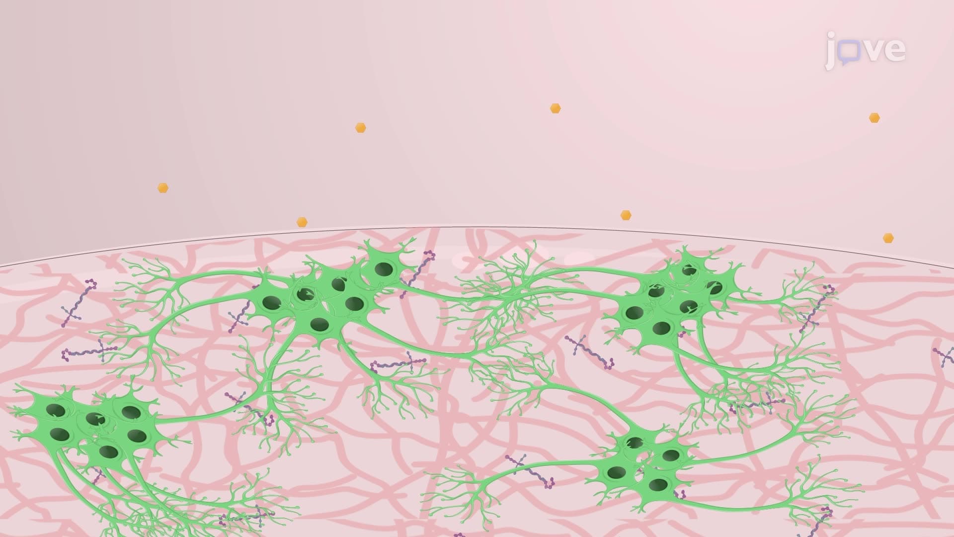 Differentiation of Spinal Cord Neural Progenitor Cells into Motor Neurons