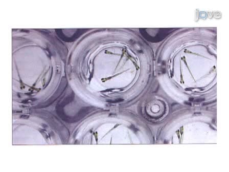 Large Scale Zebrafish-Based <em>In vivo</em> Small Molecule Screen