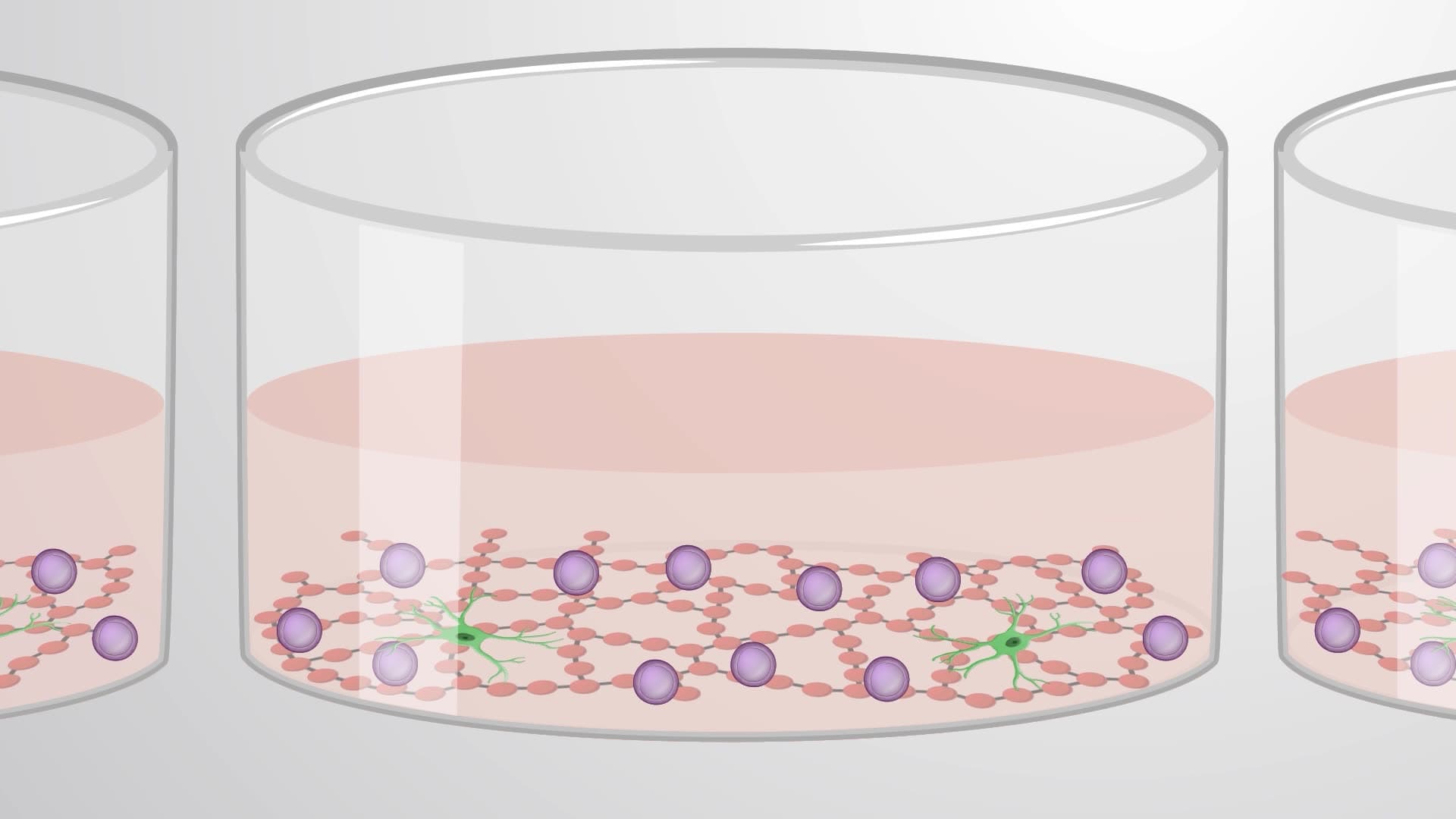 Isolating and Culturing Murine Cerebellar Granular Neuron Progenitors