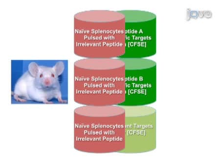 Antigen Specific In Vivo Killing Assay using CFSE Labeled Target Cells