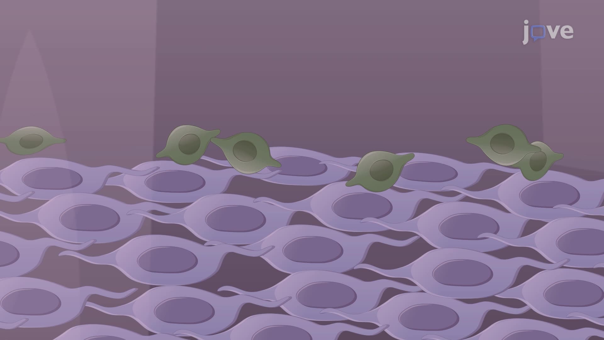 Coculturing of Retinal Ganglion Neurons with Olfactory Ensheathing Glia