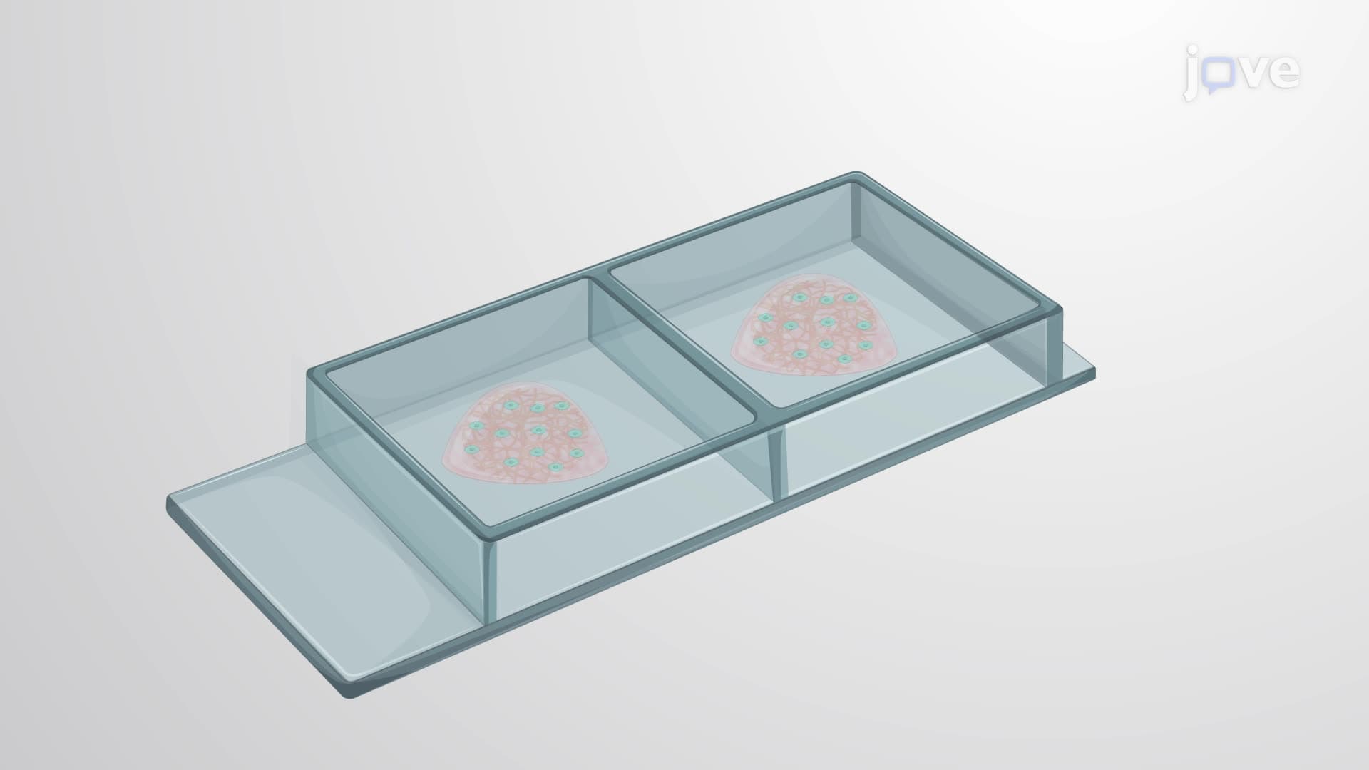 A Technique to Isolate Satellite Cells From Rat Head Muscle Tissue
