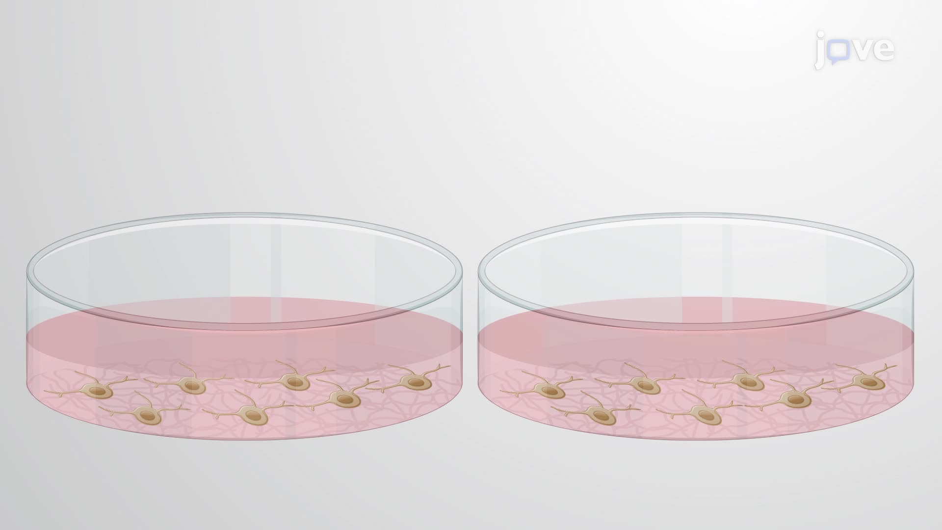 An In Vitro Transduction-Induced Myelination Assay for Oligodendrocyte Precursor Cells