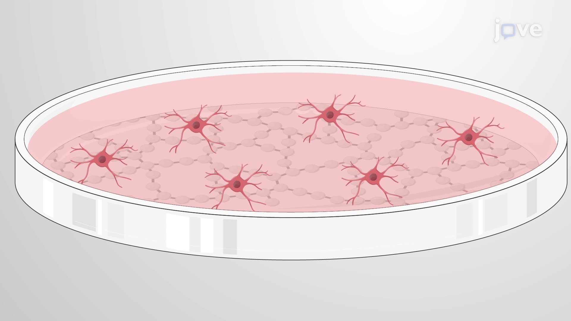 A Method for Generating Oligodendrocyte-Conditioned Medium