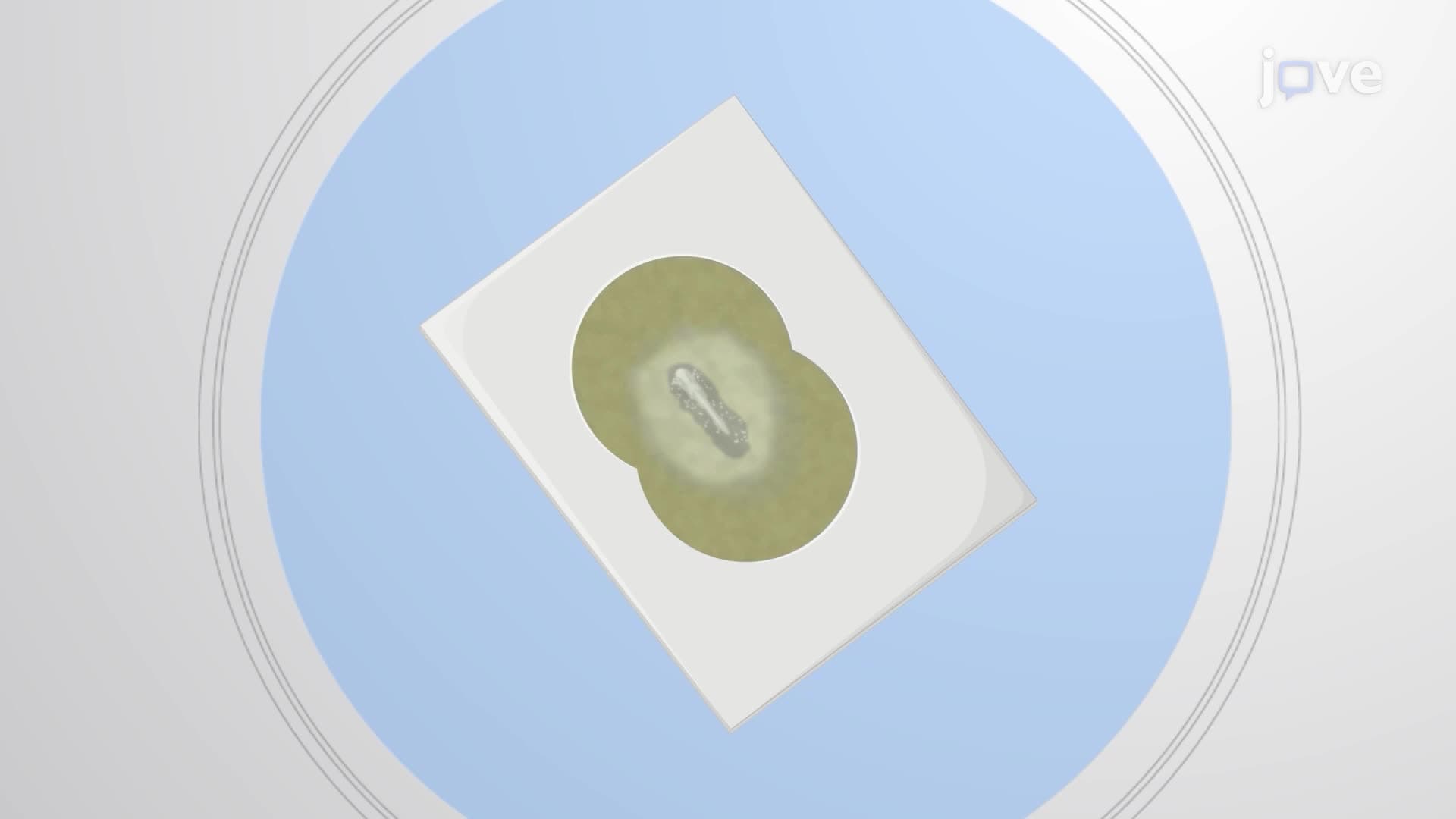Isolating Cranial Neural Folds From a Chick Embryo for a Neural Crest Cell Culture