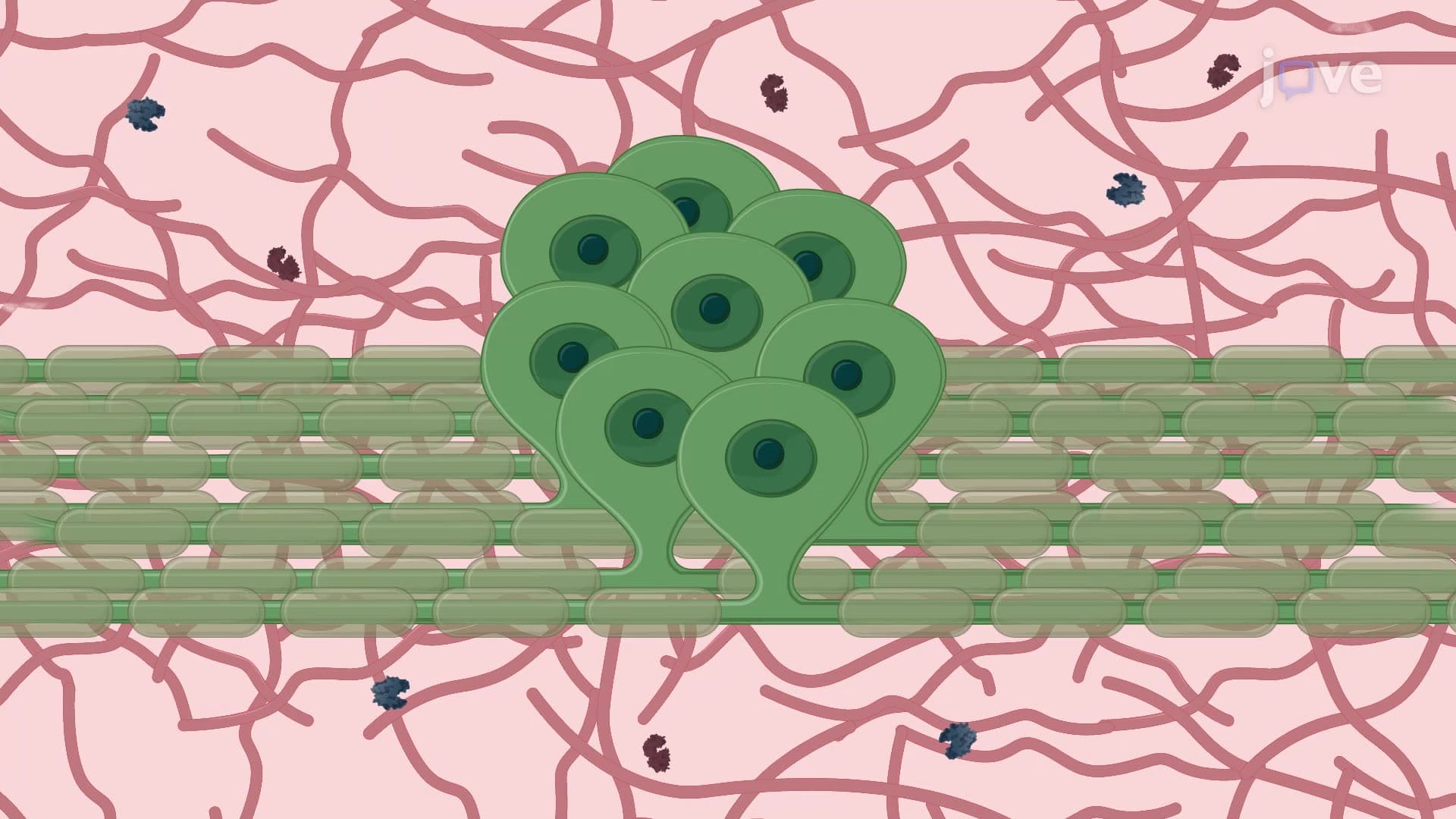 Isolating Vestibular Ganglion Neurons From a Mouse Inner Ear