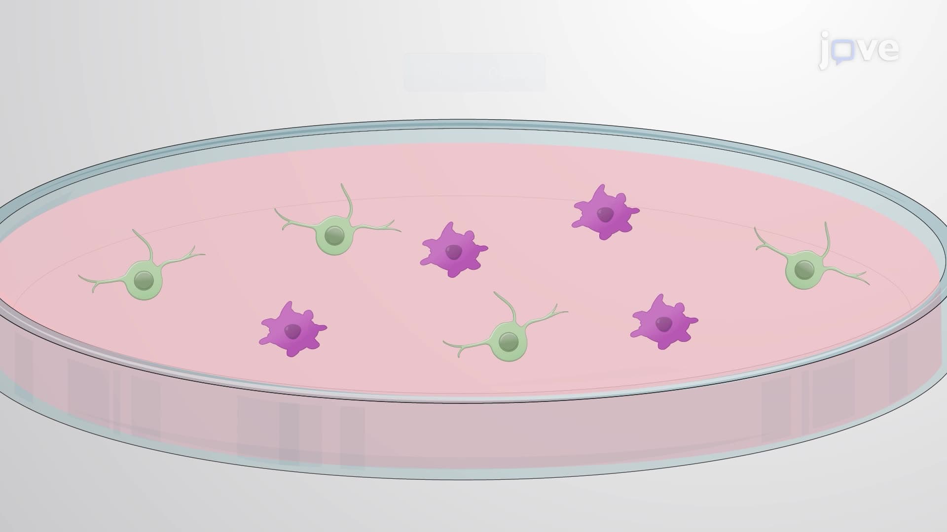 Isolating and Culturing Oligodendrocyte Precursor Cells from Mouse Pup Brain Cortex