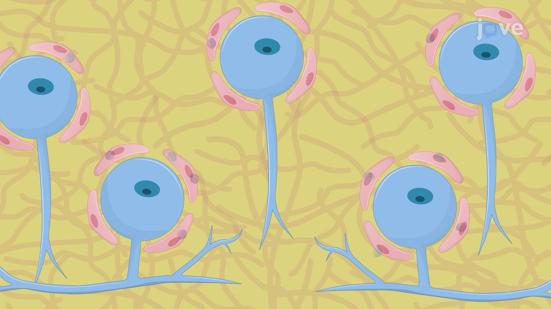 Generating Dorsal Root Ganglion Explant and Dissociated Cell Culture