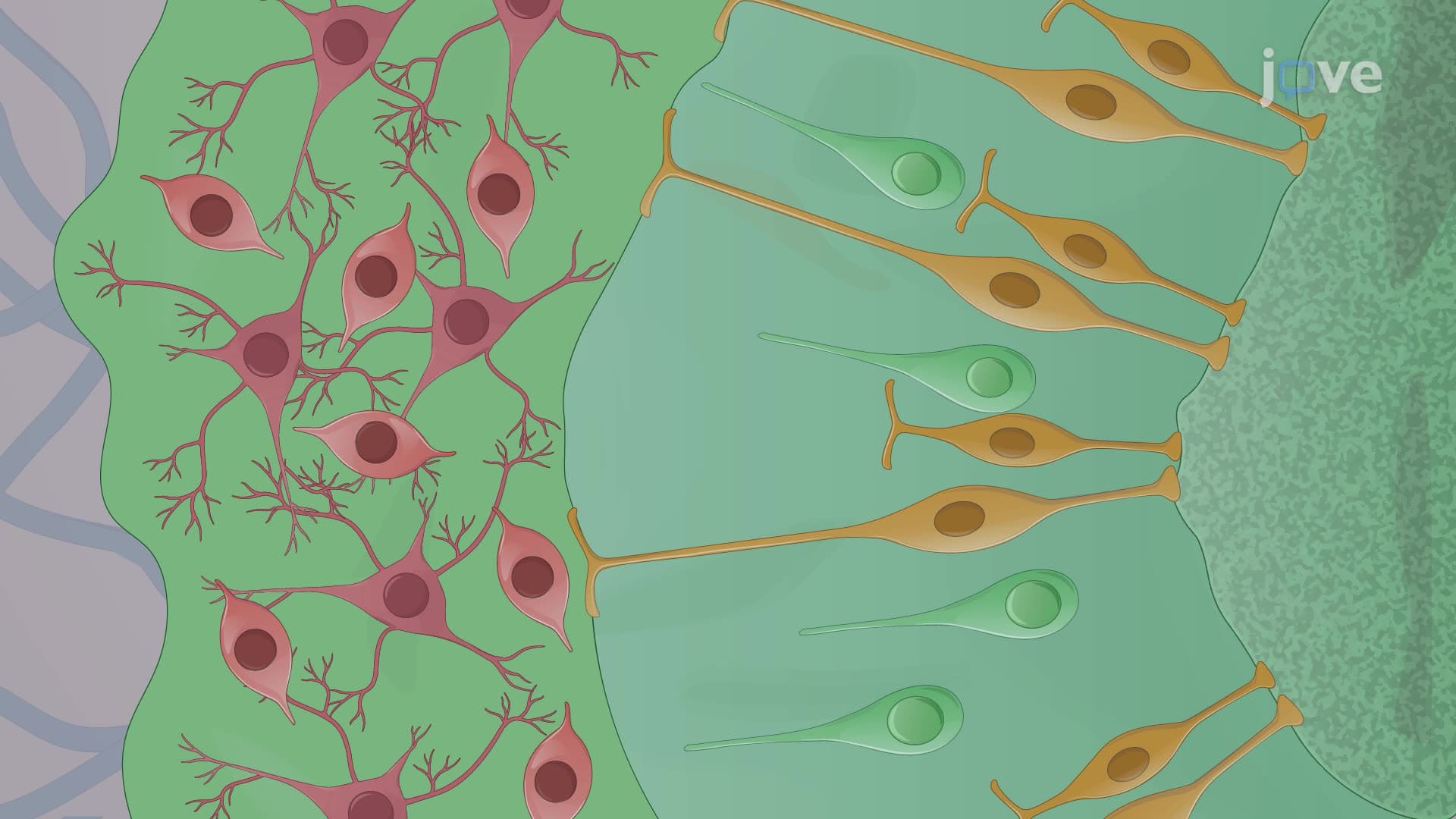 Generating Forebrain-Type Cerebral Organoids from Human-Induced Pluripotent Stem Cells