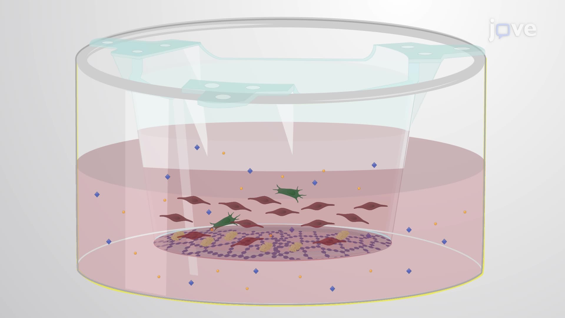 Generating Brain Endothelial Cells from Induced Pluripotent Stem Cells