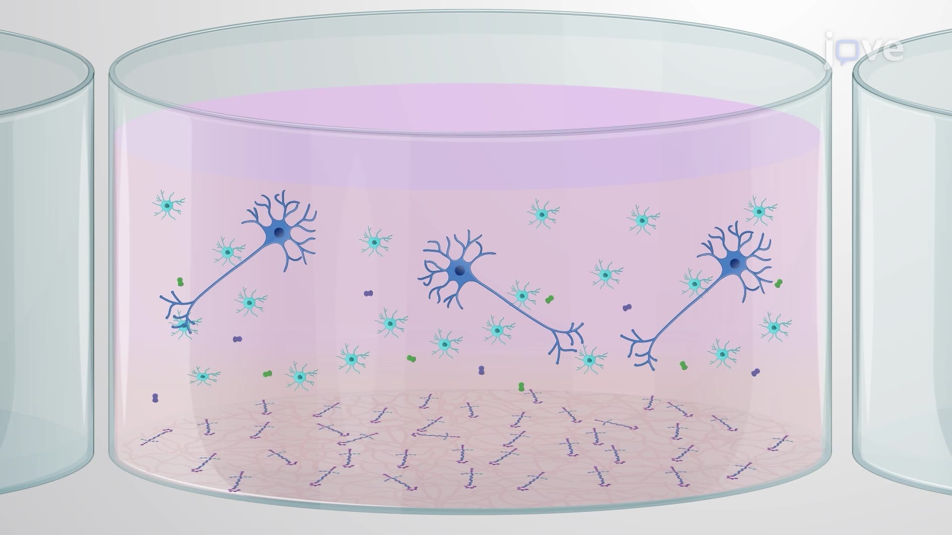 Isolating Enteric Glial Cells From the Submucosa and Lamina Propria of a Mouse