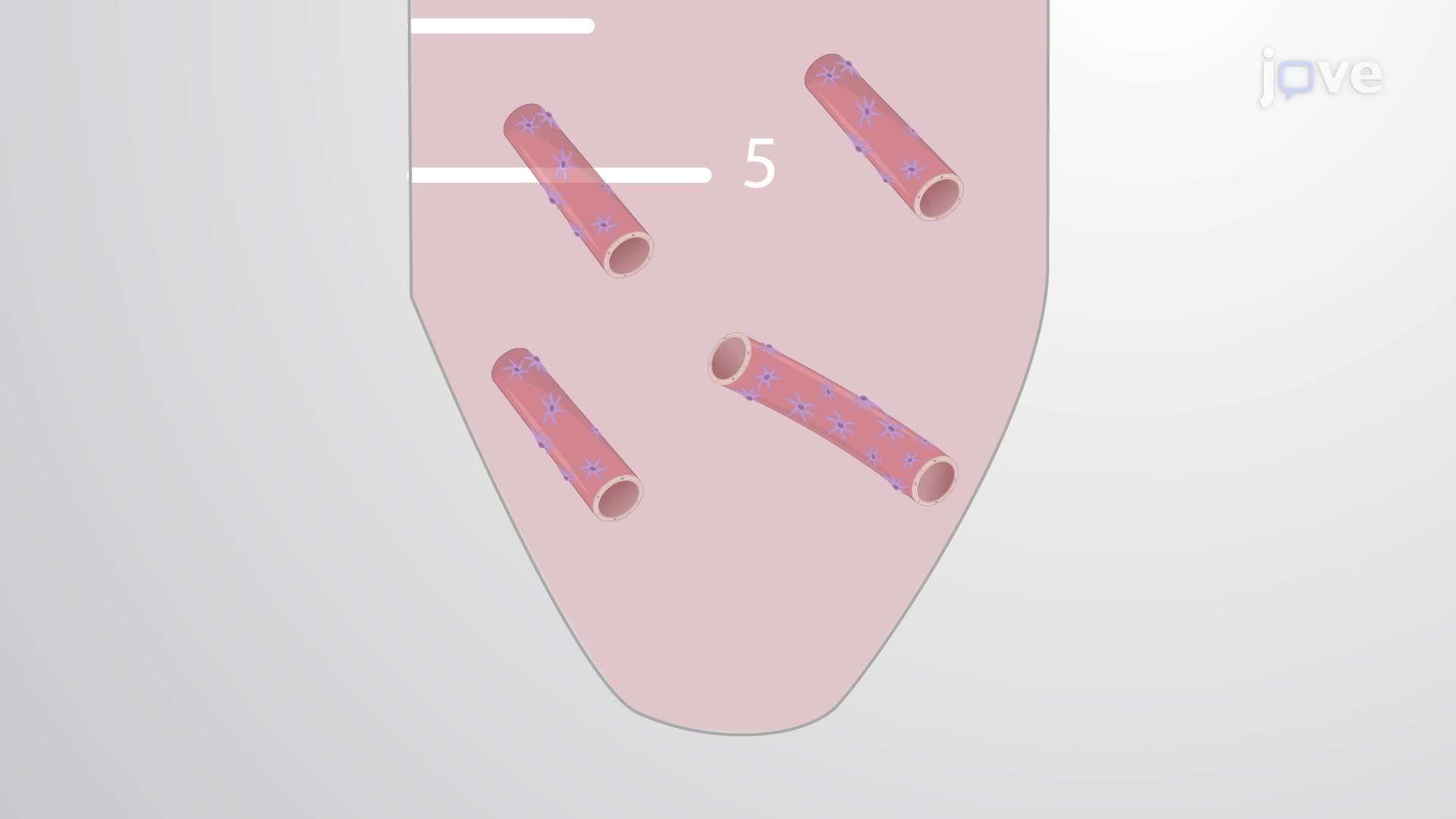 Purifying Capillaries From a Porcine Brain