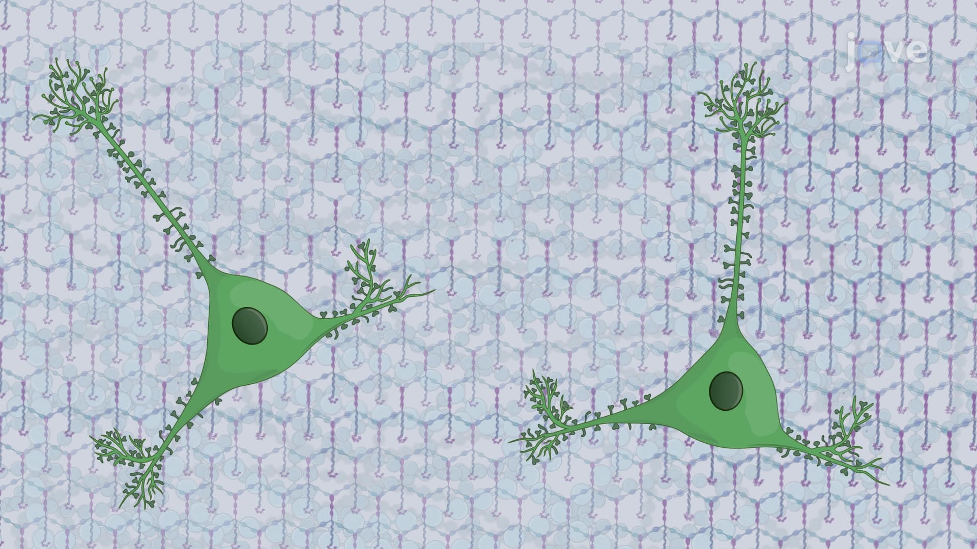 Generating Cortical Pyramidal Neurons from Human Neural Stem Cells