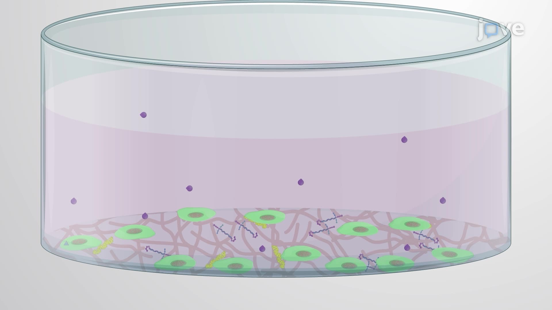 In Vitro Induction of Neuromuscular Junctions from Engineered Human-Induced Pluripotent Stem Cells