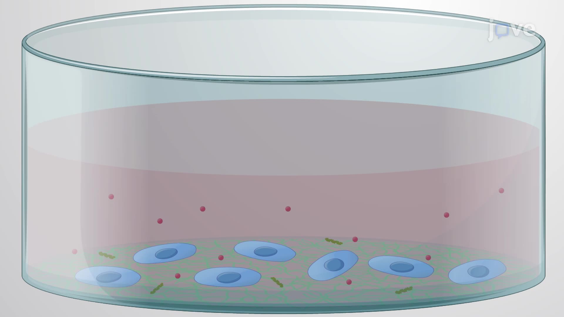 Enhancing Stem Cell Differentiation with a Transient DMSO Treatment