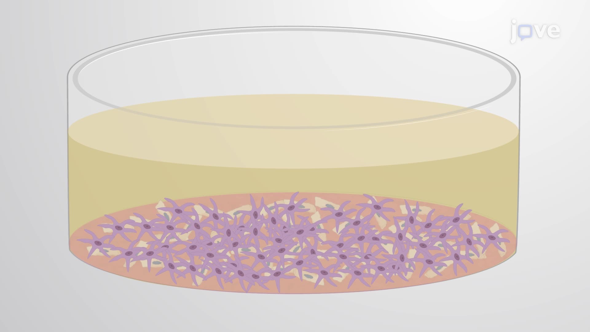 Isolating and Culturing Mouse Cerebral Pericytes