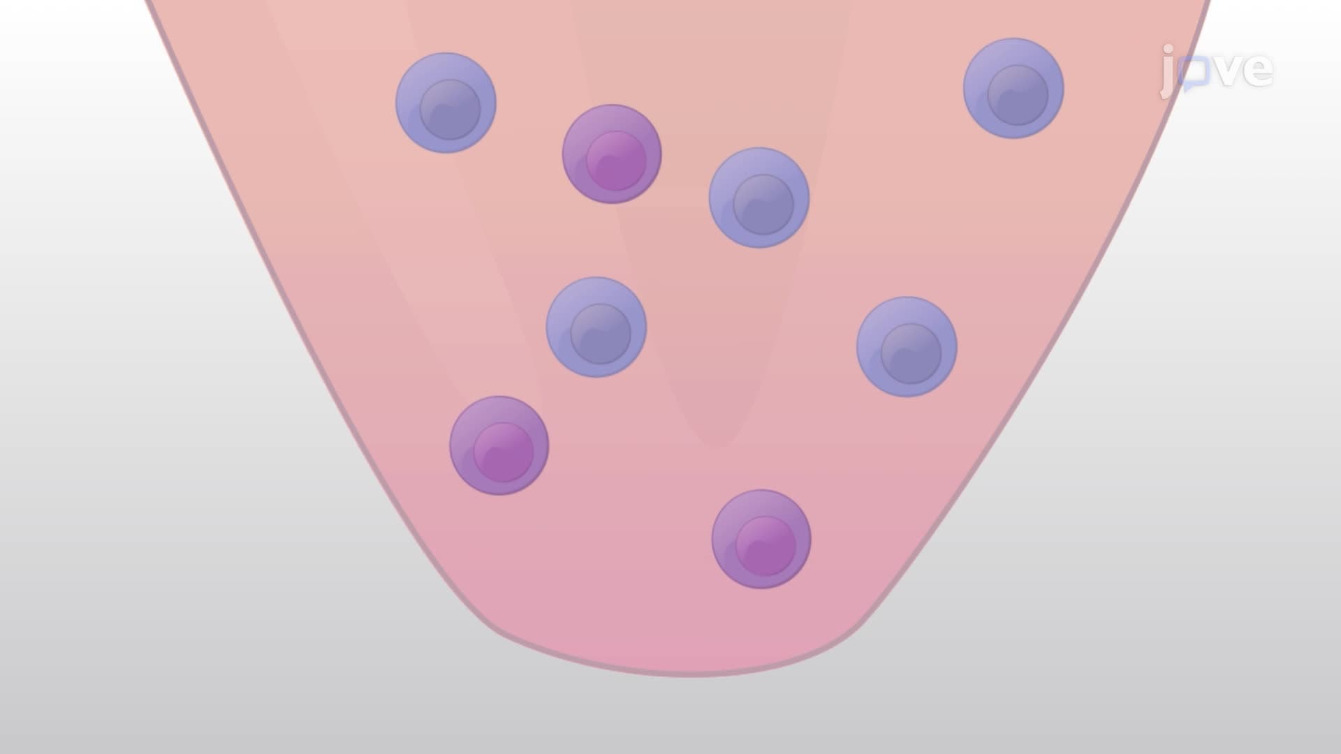 Preparing a Single-Cell Suspension of Immune Cells from Murine Brain Tissue