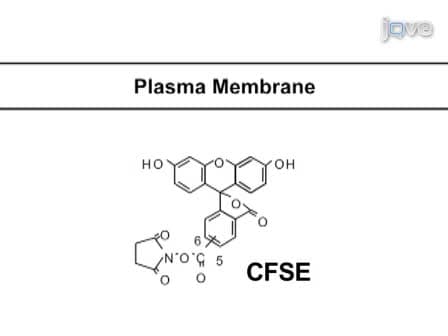 The Use of Carboxyfluorescein Diacetate Succinimidyl Ester CFSE to Monitor Lymphocyte Proliferation