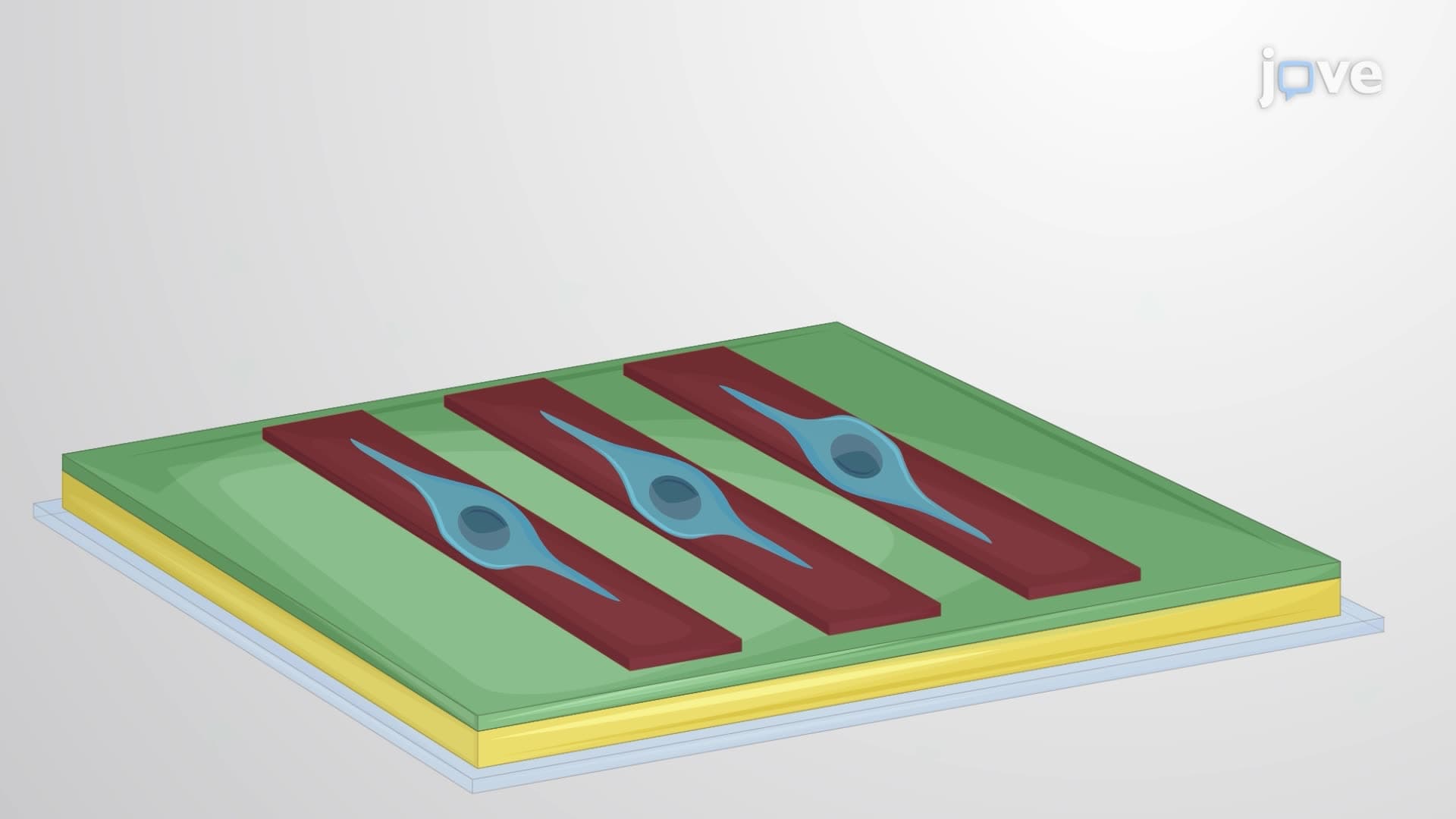 Preparation of a Micropatterned Substrate to Study Schwann Cell Phenotypes
