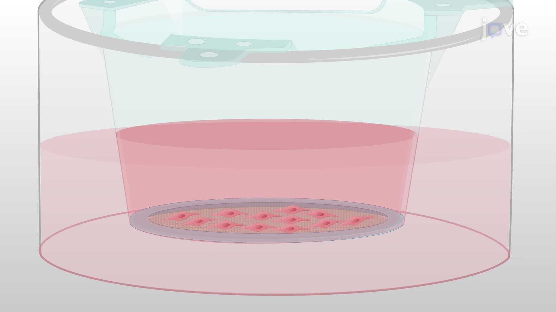 Labeling Neural Cell Surface Markers with Azidosugar while Co-culturing with Endothelial Cells