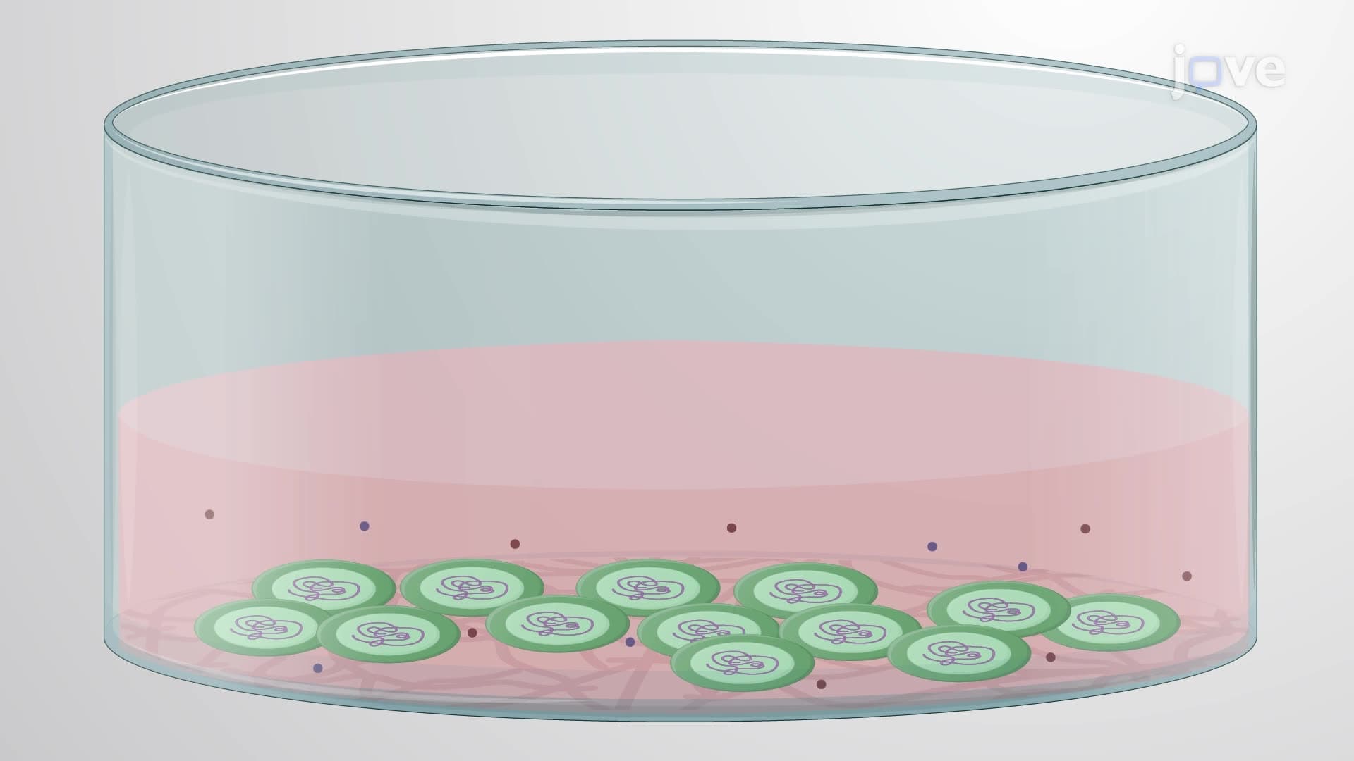 Human Pluripotent Stem Cell Differentiation in Neurons Using Engineered Lentiviruses