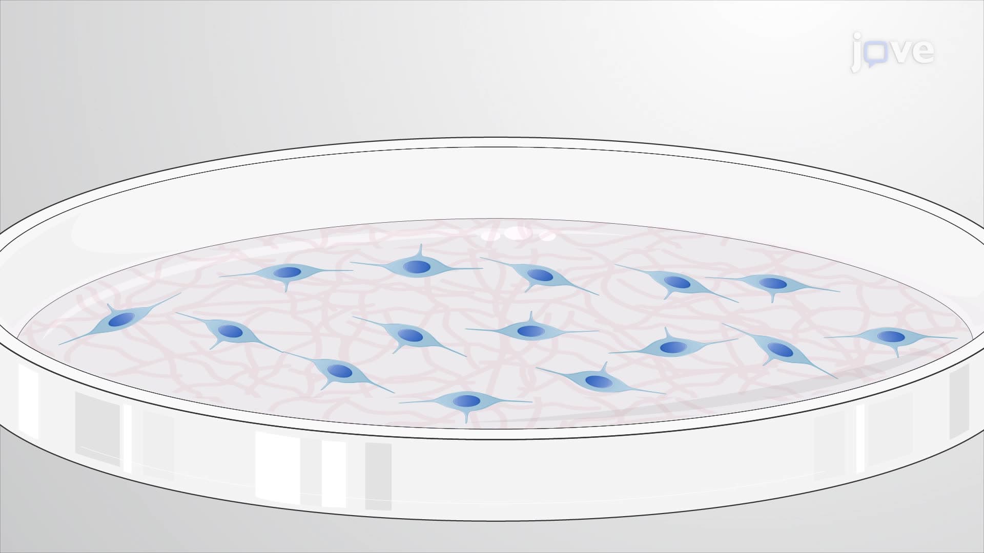 Differentiating Mouse Embryonic Stem Cells into a Networked Neuron Population