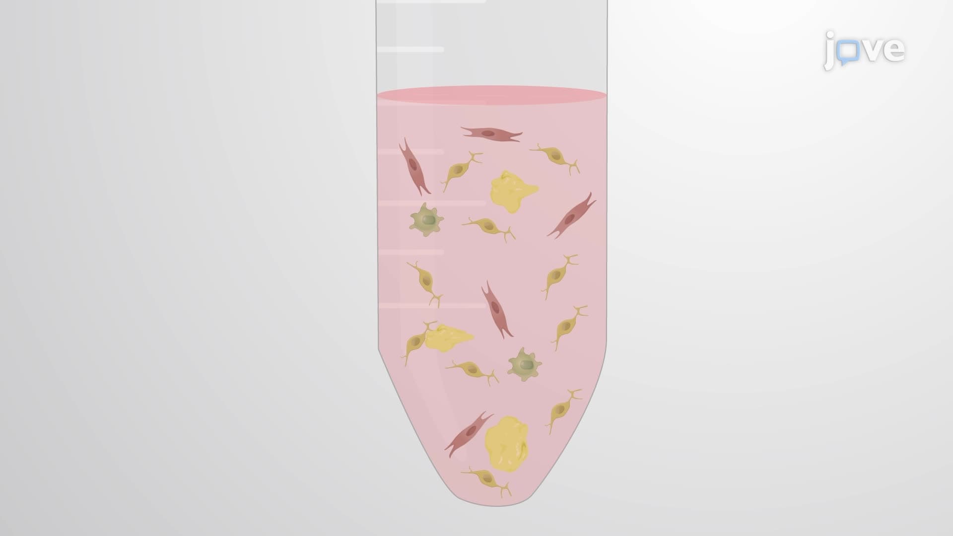 Magnetic Separation of Schwann Cells from Mouse Sciatic Nerves