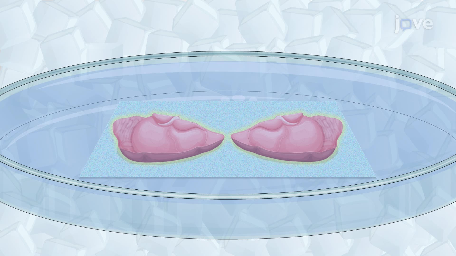 Obtaining Horizontal Mouse Hippocampal Brain Slices