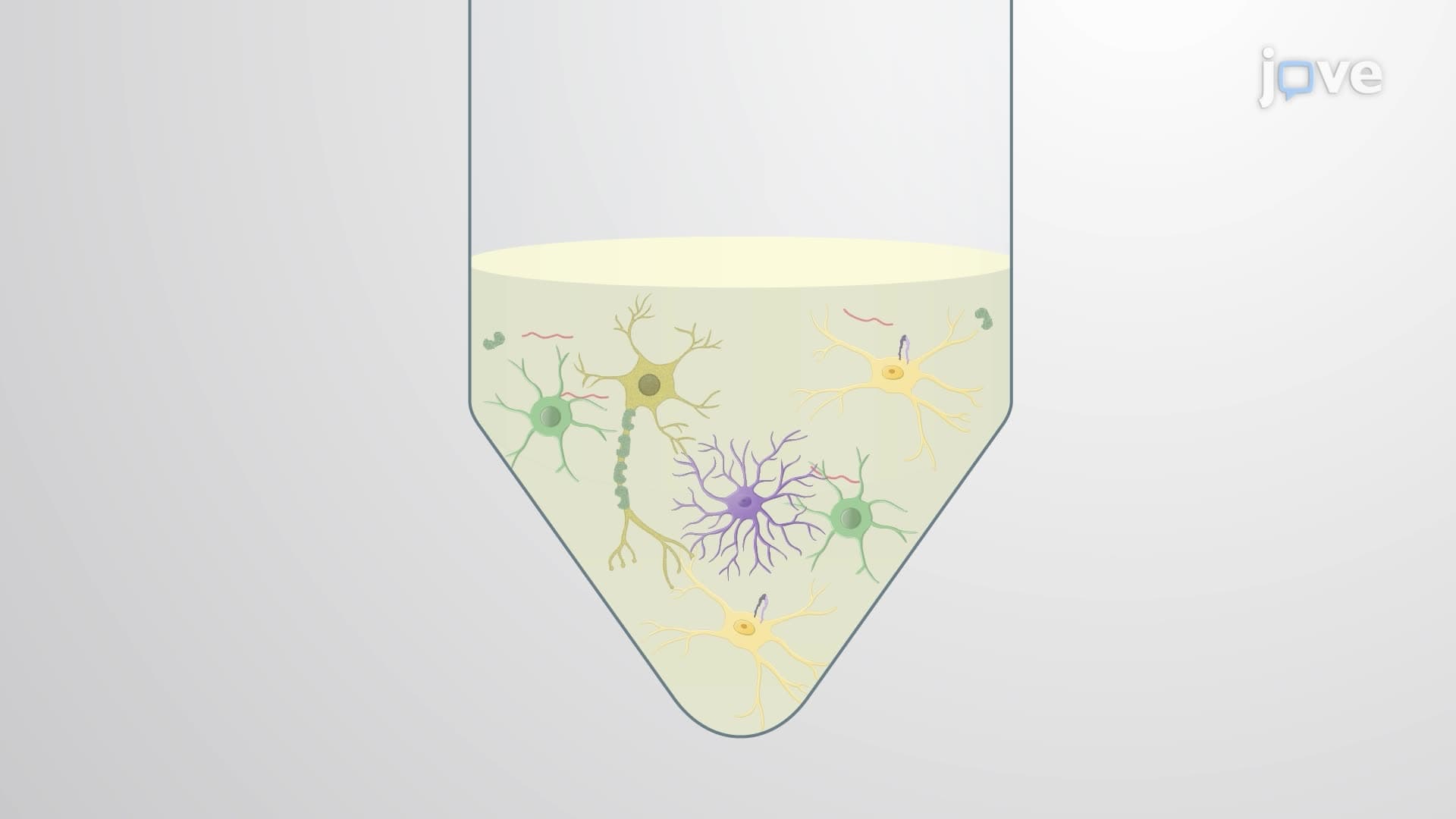 Isolating Microglia from Mouse Brain Demyelinating Lesions Using Magnetic Activated Cell Sorting